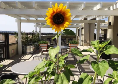 Sunflower next to rooftop dining area.