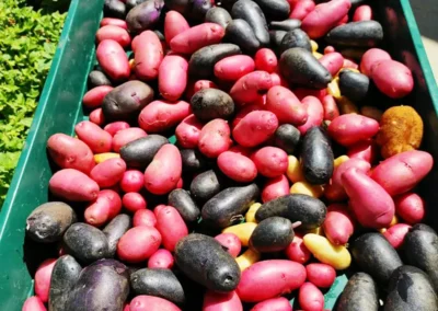 Bin full of red and black potatoes.