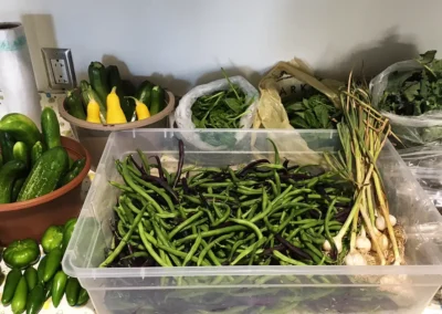 Table covered in green beans, garlic, squash and leafy greens.
