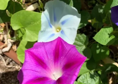 Close-up of two flowers on vines.