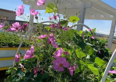Purple flowers in a planter.