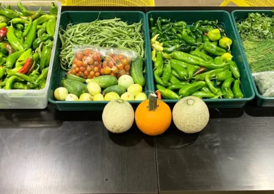 Chile, squash, herbs, tomatoes and other vegetables in bins.