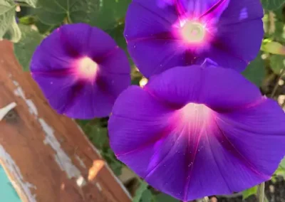 Close-up of purple flowers on a vine.