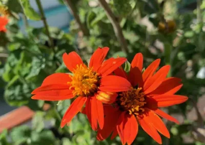 Close up of reddish-orange flowers.