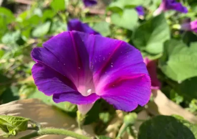 Close-up of a purple flower on a vine.