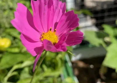 Close-up of a pink flower.